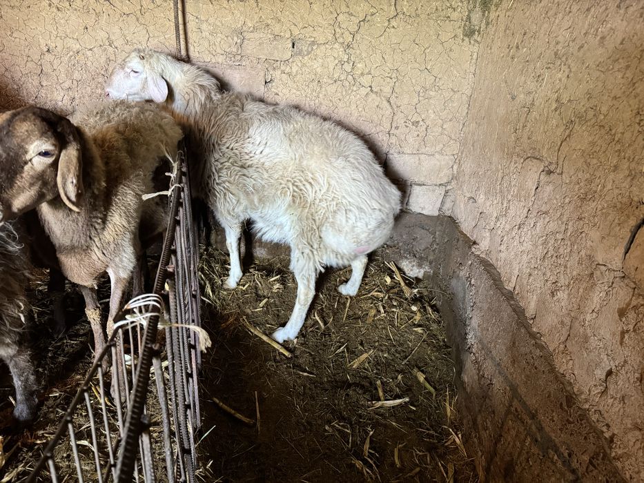 Arashan qochqor sotiladi