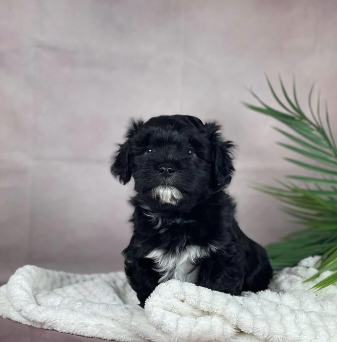 Bichon havanez fetita