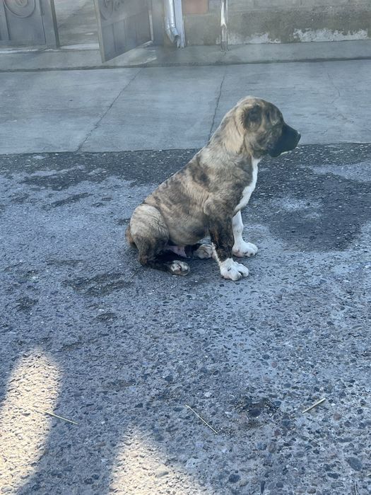 Прививик све сделано