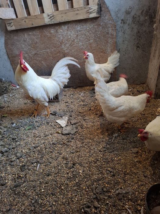 Oua de incubat italian alb și australorp