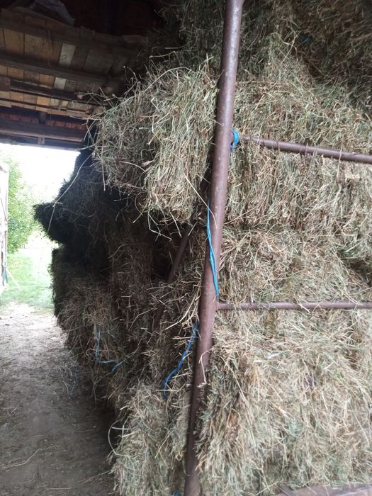 Vând baloți lucernă