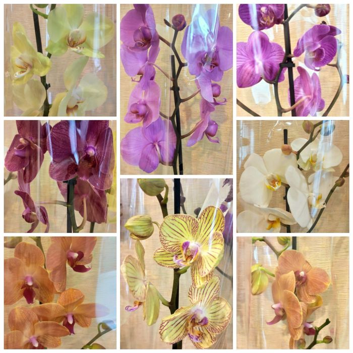 Орхидеи в наличии Кокшетау