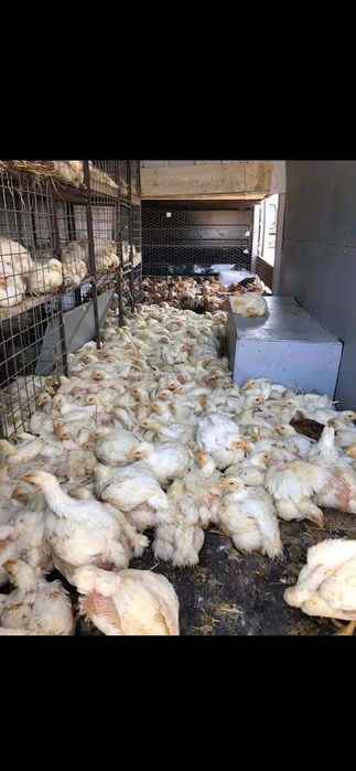 Pui zburați 
       În data de 24  martie 202