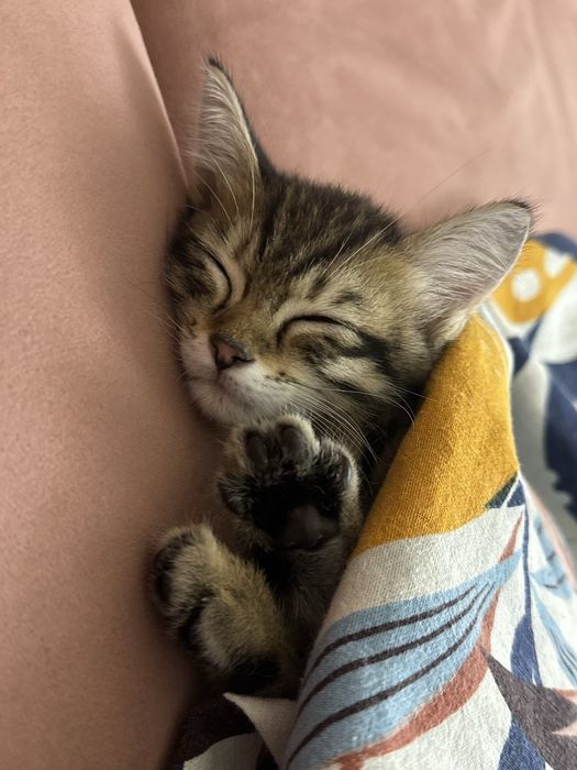 Котенок двухмесячный