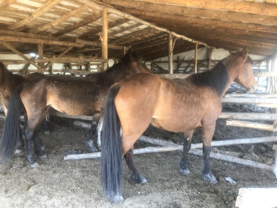 Кобили с кончета