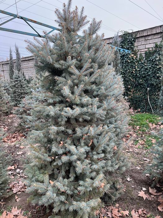 Голубой ель. . .