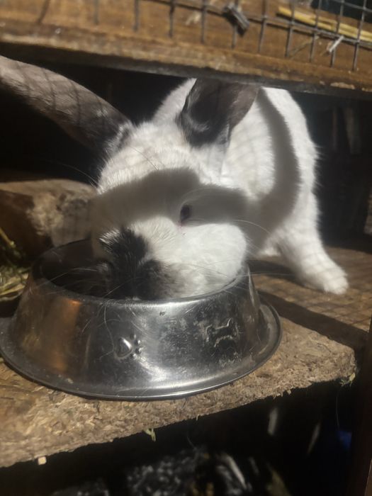 Iepuras dragut cuminte bland varsta 6 luni