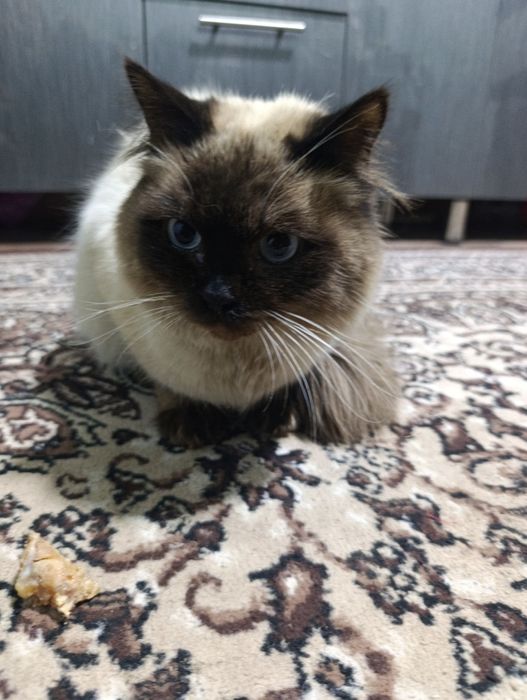 Балинезийской кошка