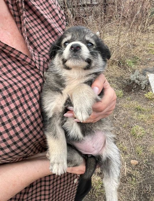 Отдам щенка в добрые руки