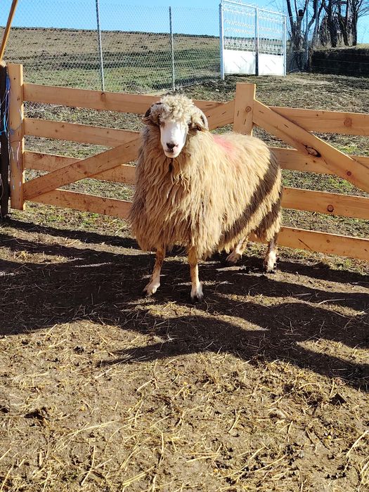 Oaie mare pentru sacrificat