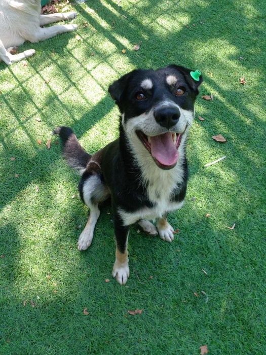 Ищем друга для собаки