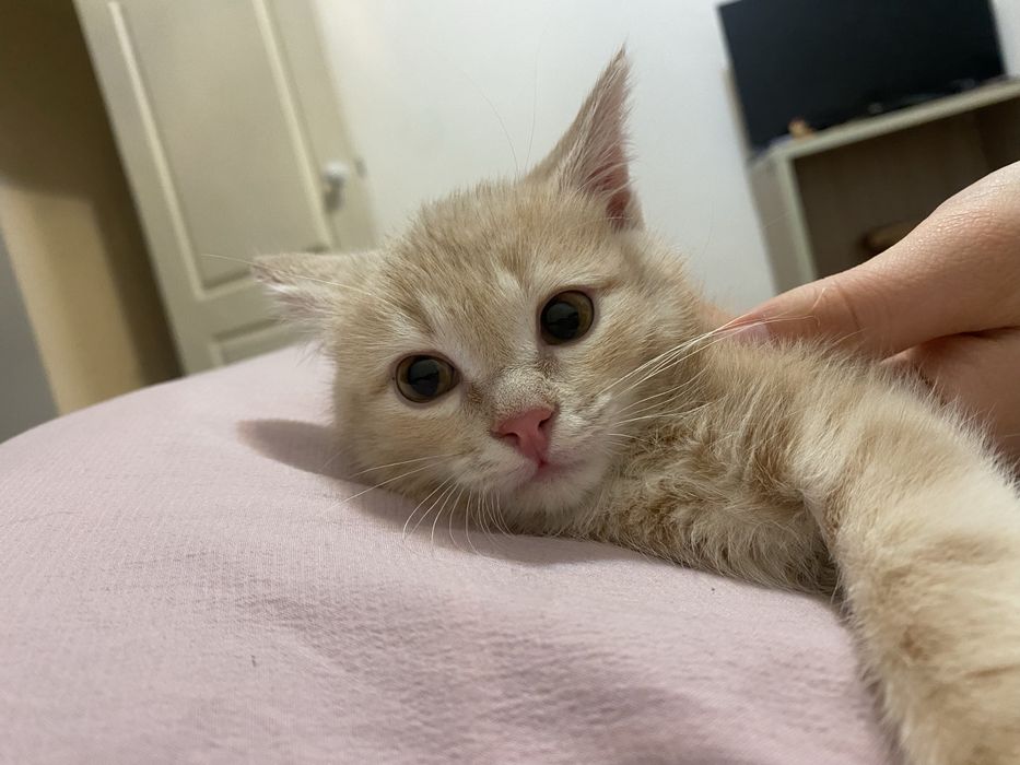 Котёнок метис девочка