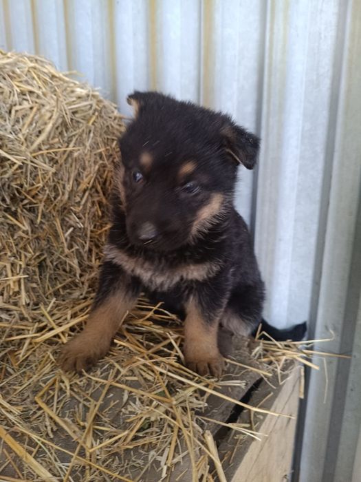 Щенки немецкой овчарки, девочки