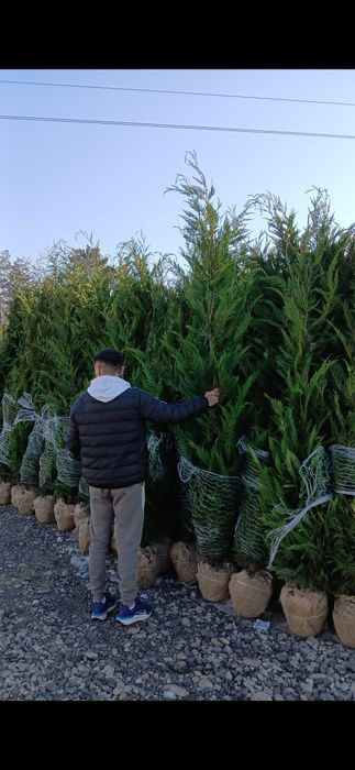 Leylandi 3m + oferta !