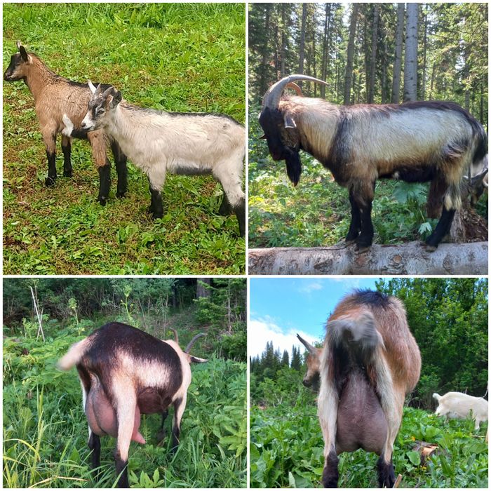 Козы, козлы Альпийские