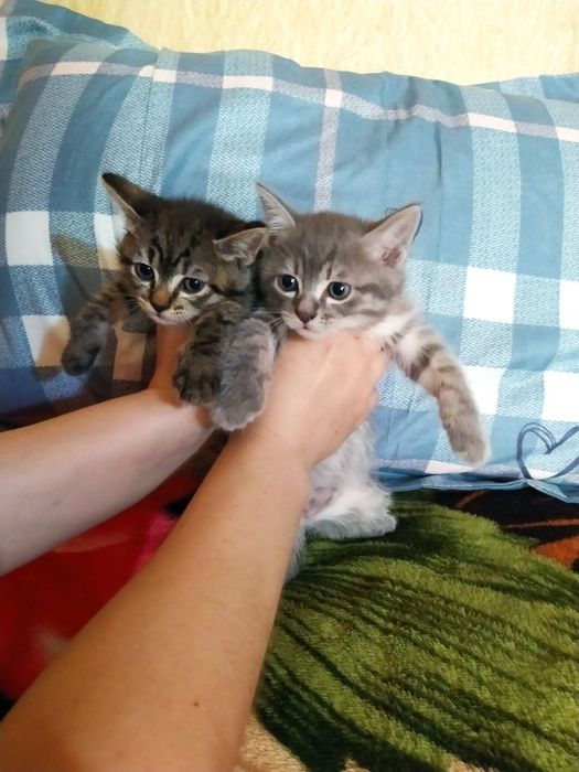 Отдам даром шотланские котята и их мама