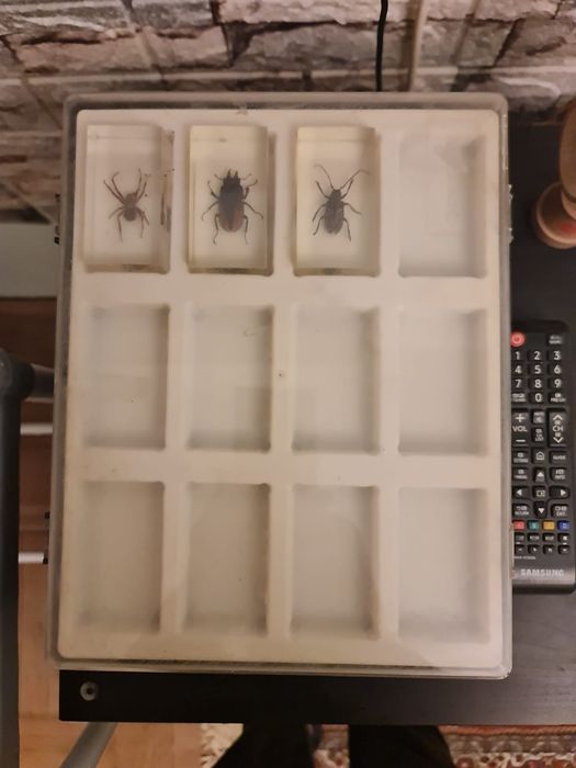 Insectar, insectar