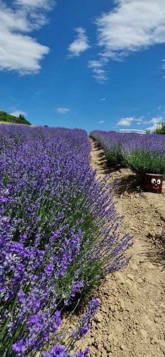 Butași de lavandă, rozmarin, salvia, echinaceea, immortele.