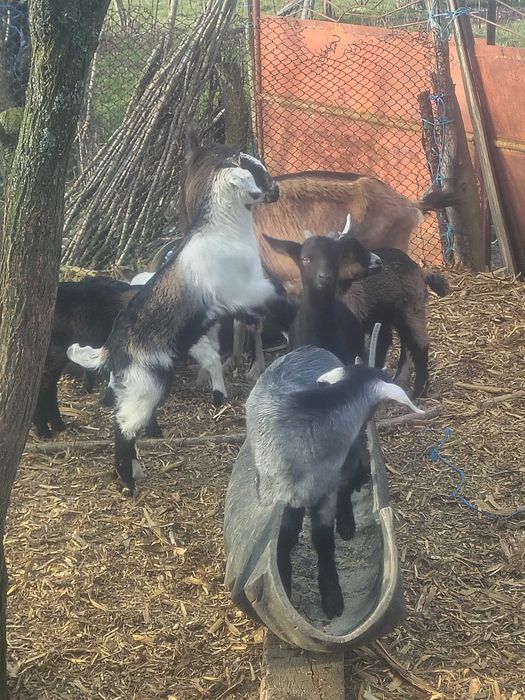 Iezi mitis anglonubian