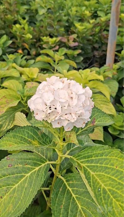 Gartenziya sotiladi