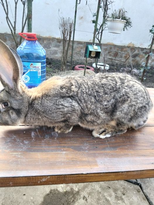 Uriaș german femela