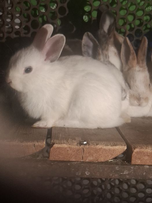 Декаротивные крольчата