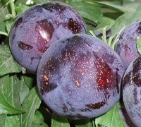 Prun Japonez (Soiul Laroda ) la ghivece