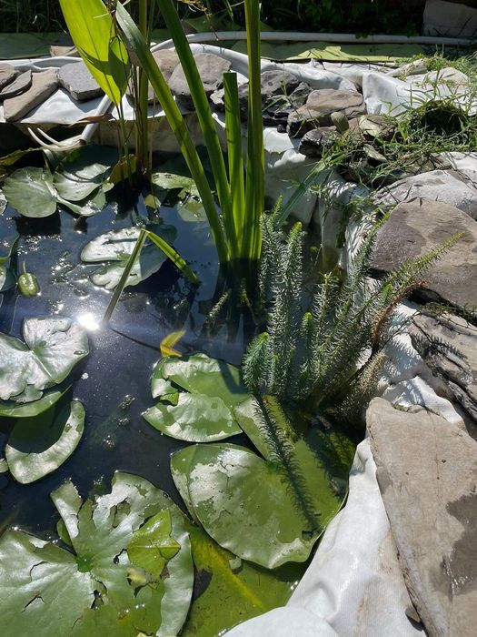 Водни растения много видове.