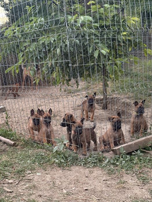 Donez Ciobanesc Belgian Malinois