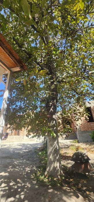 Ёнгок дарахти...