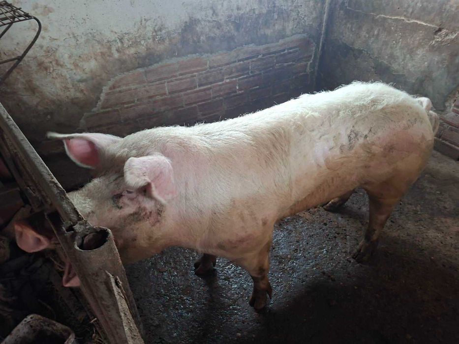 Продавам нерез 2