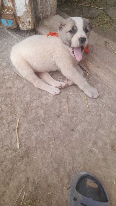 Ұрғашы күшік сатлады