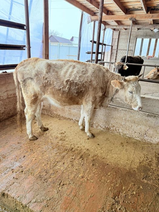 Продам стельную первотелку.