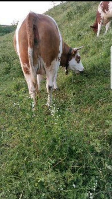 De vânzare junincă tânără