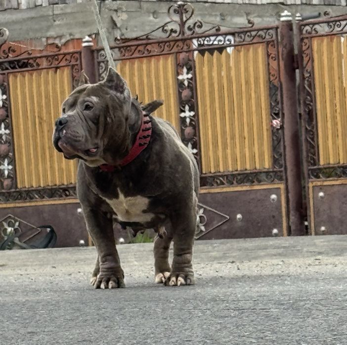 Femela american bully