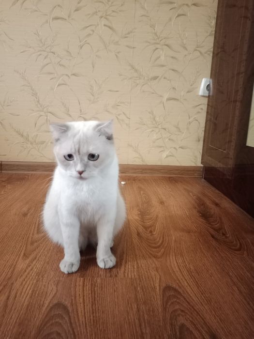 Scottish fold mushuk