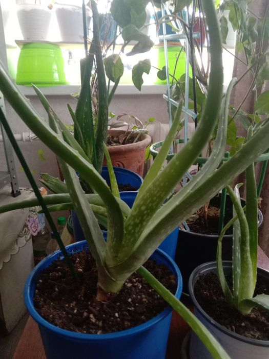 Продаются алоэ Вера