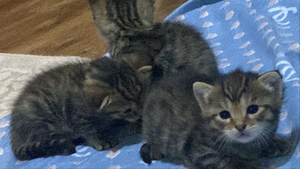 Котята 1 месяц.