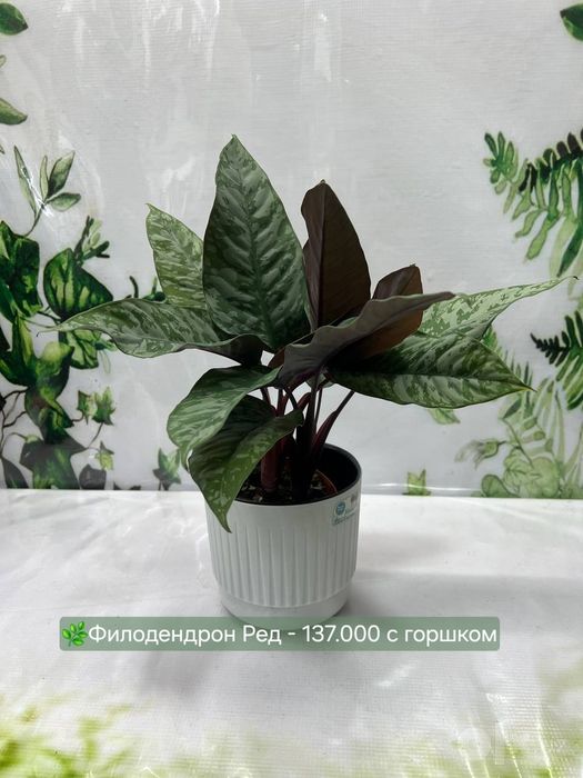 Калатеи, Филодендрон и др растения
