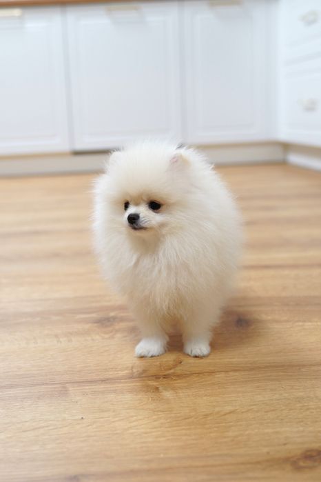 Развъдник Померан FCI - Мъжки померан с родословие - възможен е трансп