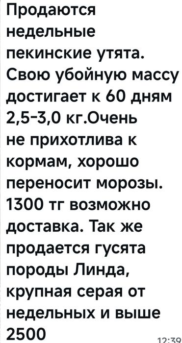 Продаю утят и гусят