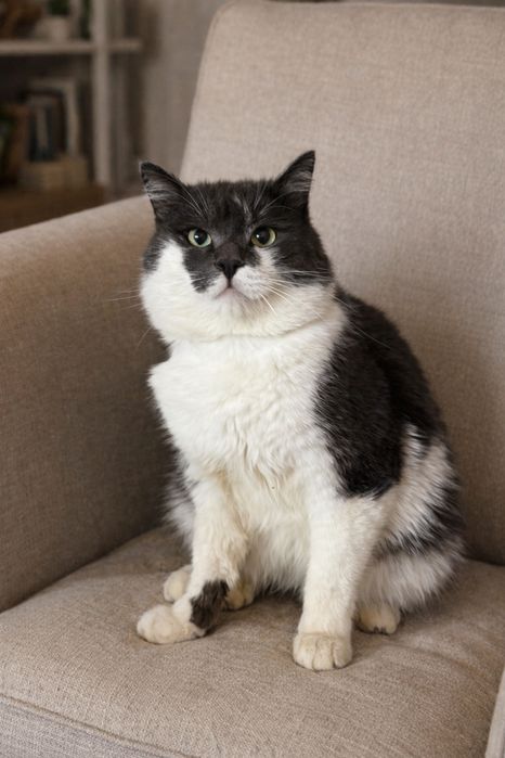 Ищу семью для кота СТИВЕНа