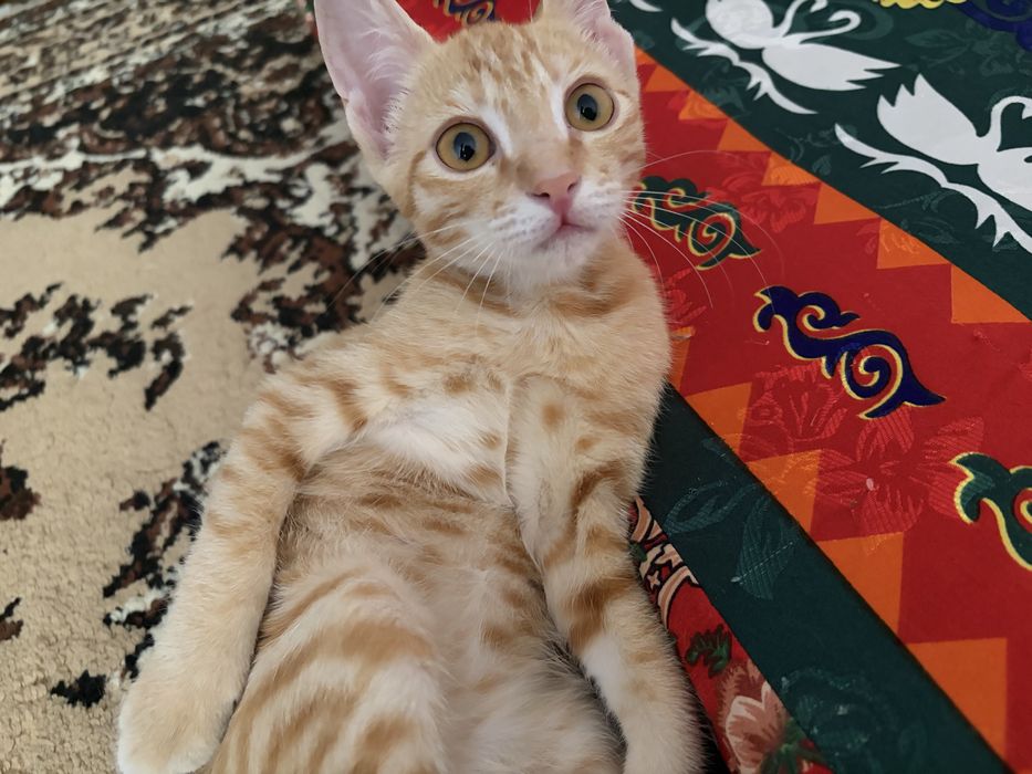 Отдам котенка в добрые руки