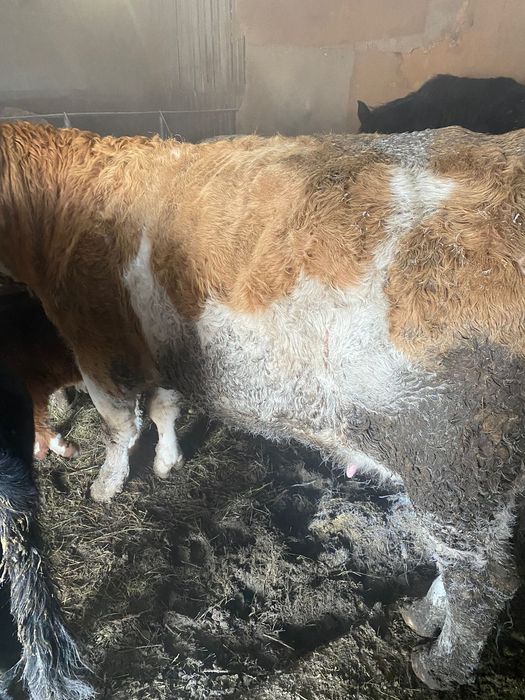 3бас симинтал бар суты