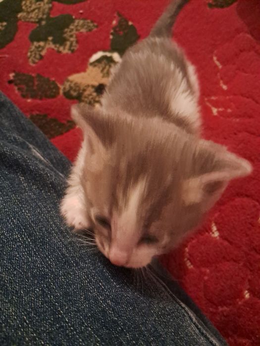 Котята ,мысықтың балалары