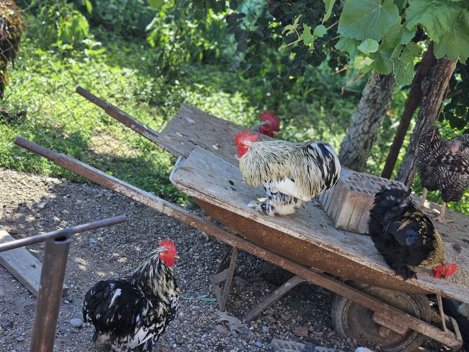 Vand gaste si cocosi cochinchina