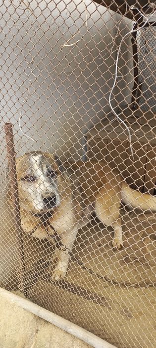 Алабай Арчи чистокровный