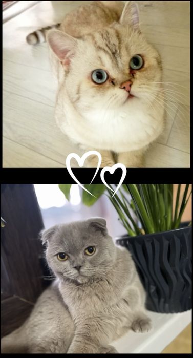 Пролаю котенка -британец