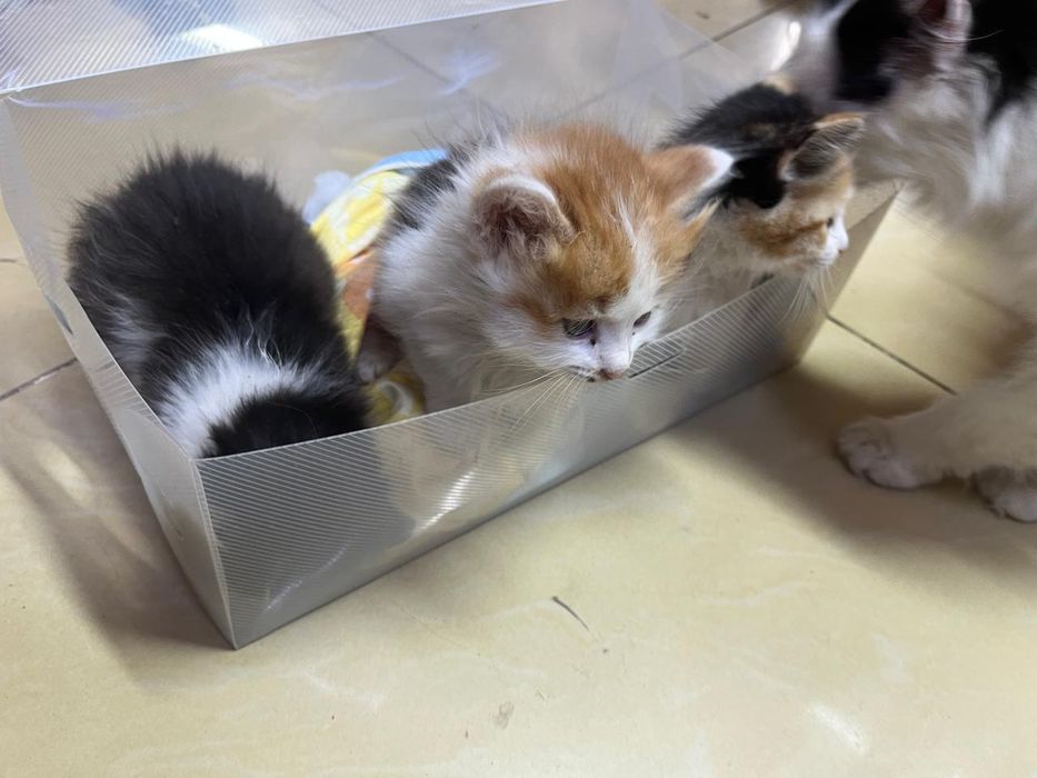 Котёнок маленький