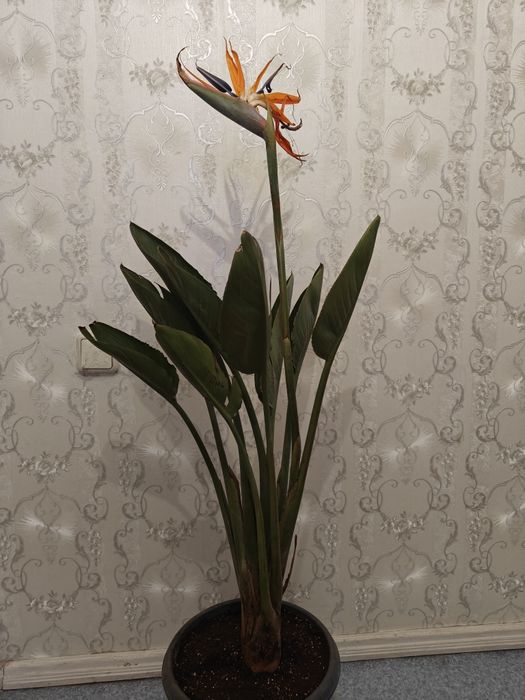 Стрилиция Регина